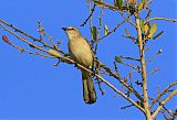 Northern Mockingbird